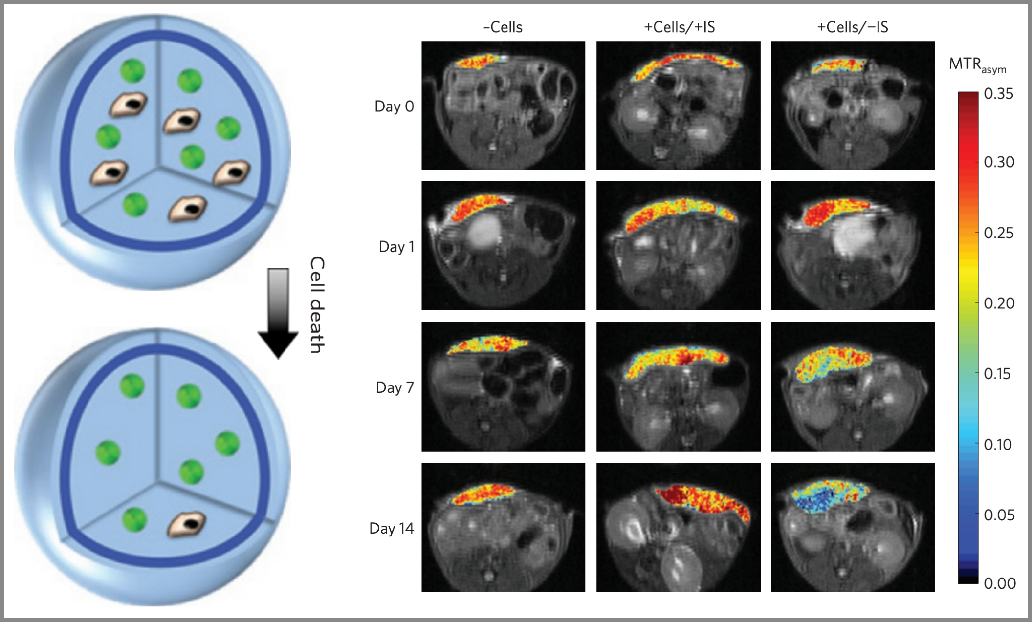 Smart Nanosensors to Image Cell Status