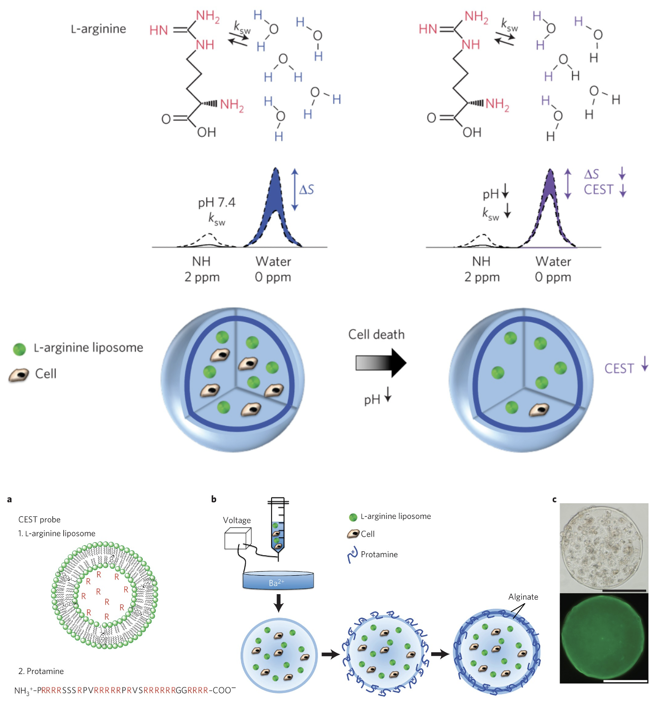 MRI-detectable pH nanosensors incorporated into hydrogels for in vivo sensing of transplanted cell viability