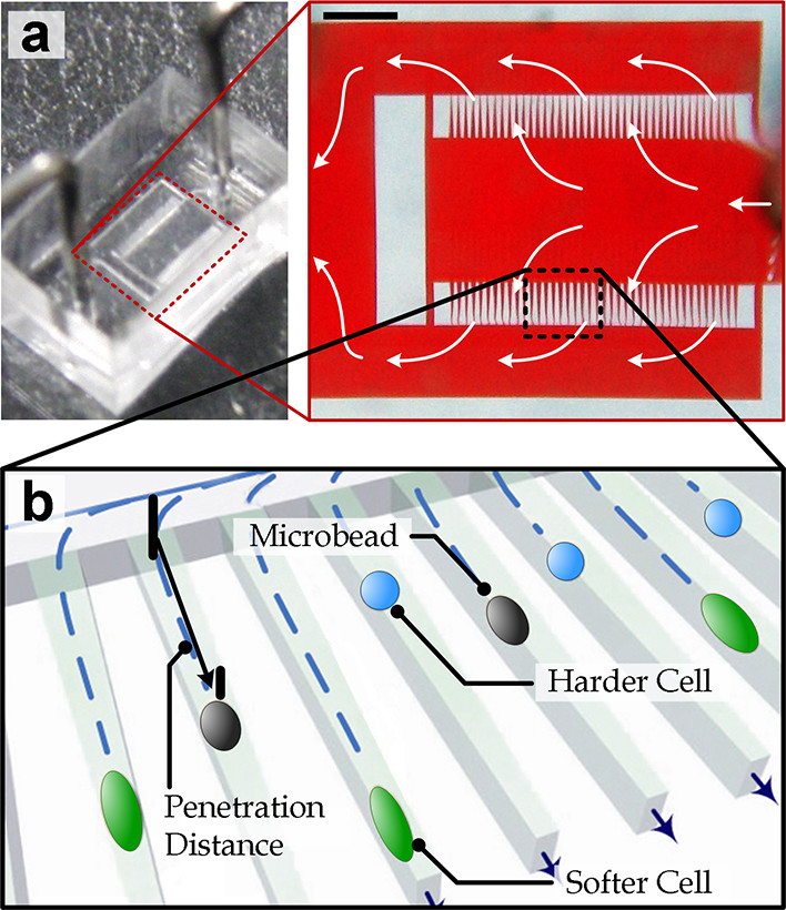 Elasticity-modulated microbeads for classification of floating normal and cancer cells using confining microchannels